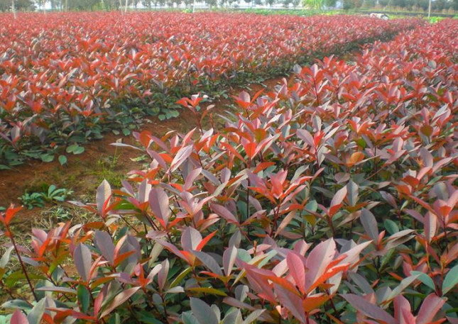 红叶李种植基地